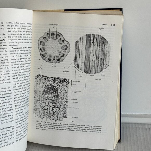 Vintage 1960 Botany: Hill Overholts Popp Grove Mcgraw-Hill Hardcover Book - Picture 7 of 12